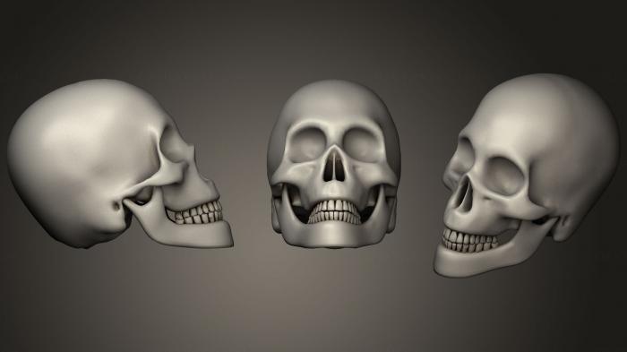Anatomy of skeletons and skulls (ANTM_1218) 3D model for CNC machine